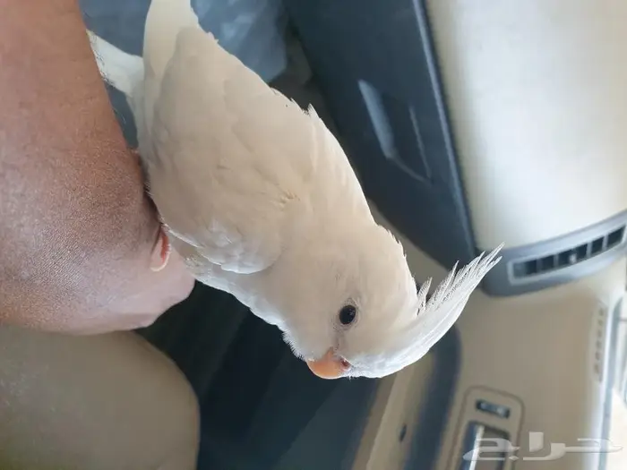 كروان اليف تم البيع 3