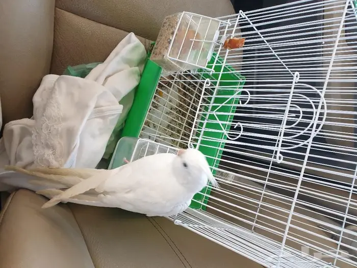 كروان اليف تم البيع 5