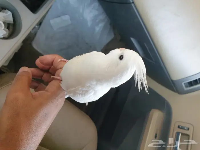 كروان اليف تم البيع 0