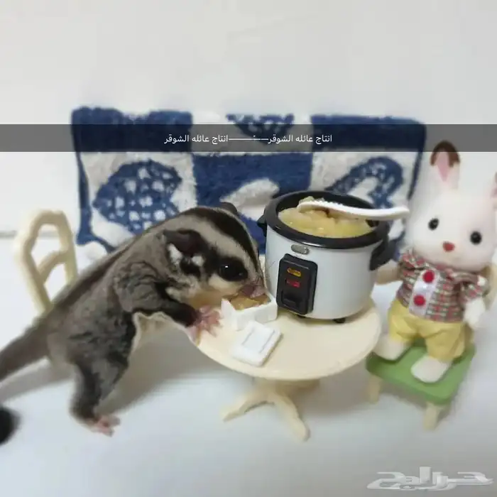 بيع اكل السنجاب الطائر 2