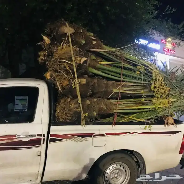 نخل مثمر طالع من القصيم ألجنوب خلأص برحي سكري صقعي هشيش 5