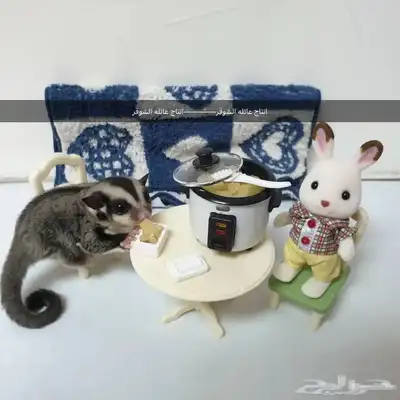 بيع اكل السنجاب الطائر 1