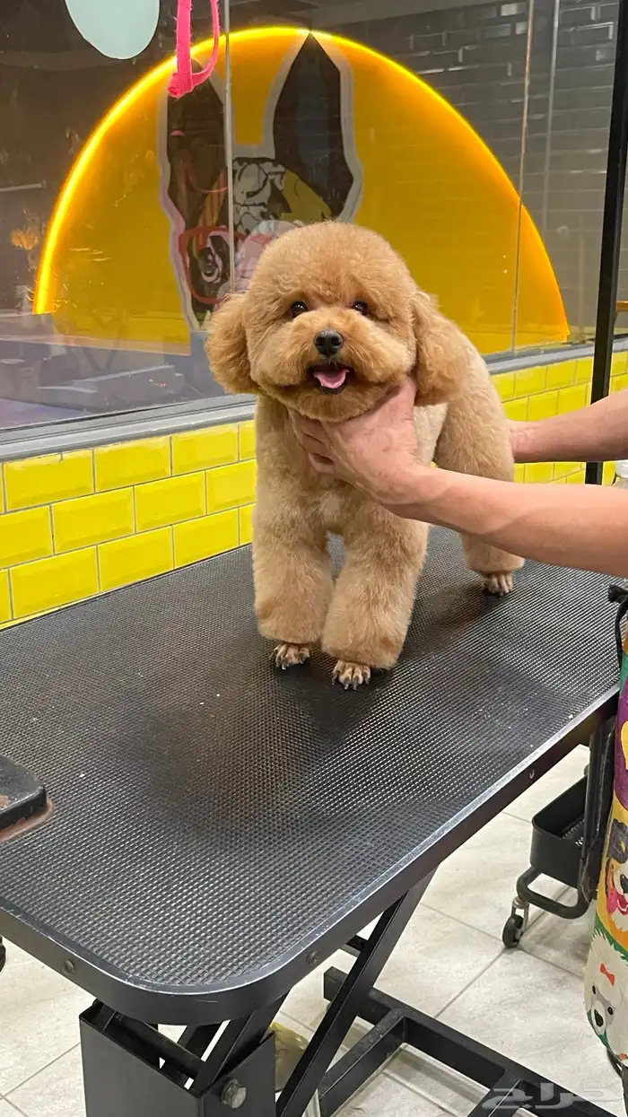 Best Imported Poodle For Mating ذكر بودل للتزاوج 3