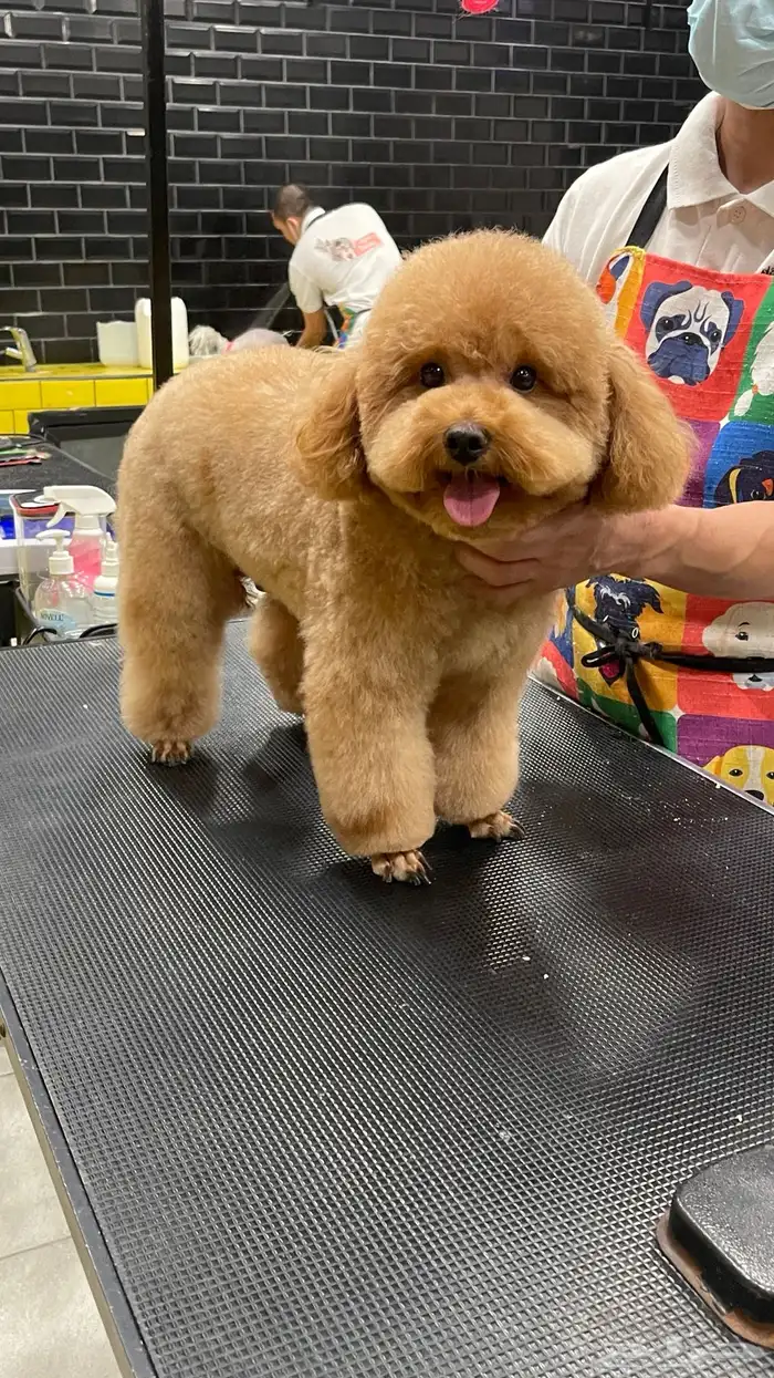 Best Imported Poodle For Mating ذكر بودل للتزاوج 1