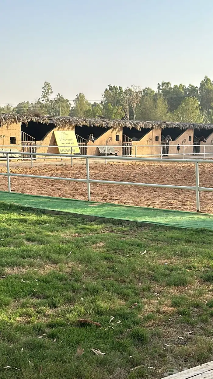 مربط رياح الشرق2 شمال بريده سلطانه حي الشفق 2