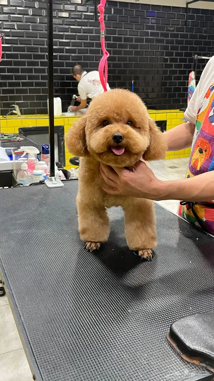 Best Imported Poodle For Mating ذكر بودل للتزاوج 0
