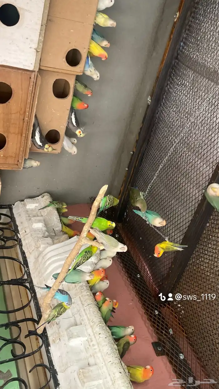 للبيع جمله طيور روز 1