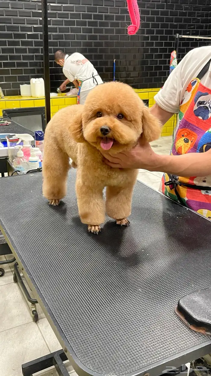 Best Imported Poodle For Mating ذكر بودل للتزاوج 2