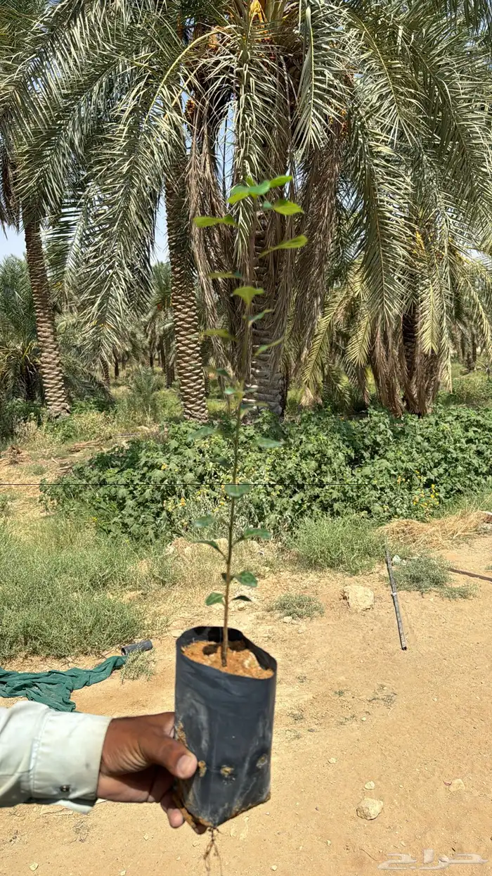 شتلات ترمناليا منتالي 0