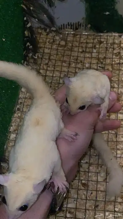 زوج سنجاب شوقر قلايدر ابيض 3