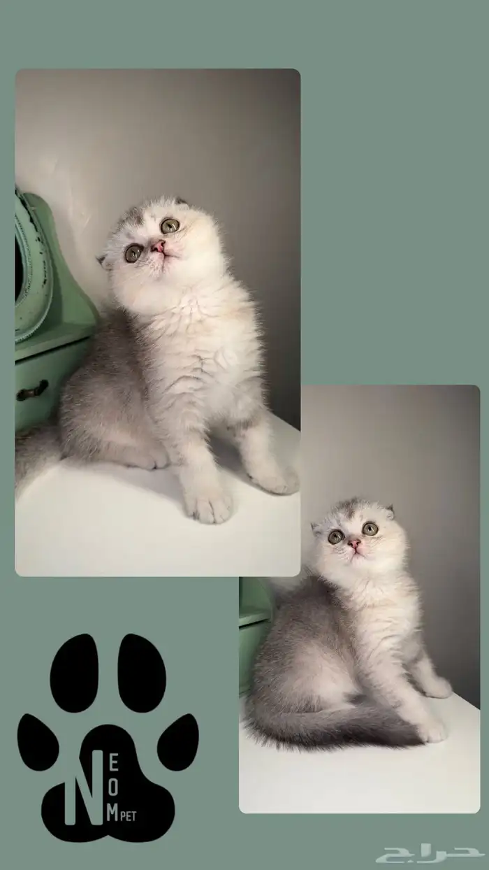 سكوتش فولد بيرشن هاف بيكي فيس قطط صغيرة شهرين للبيع انثى ذكر 6