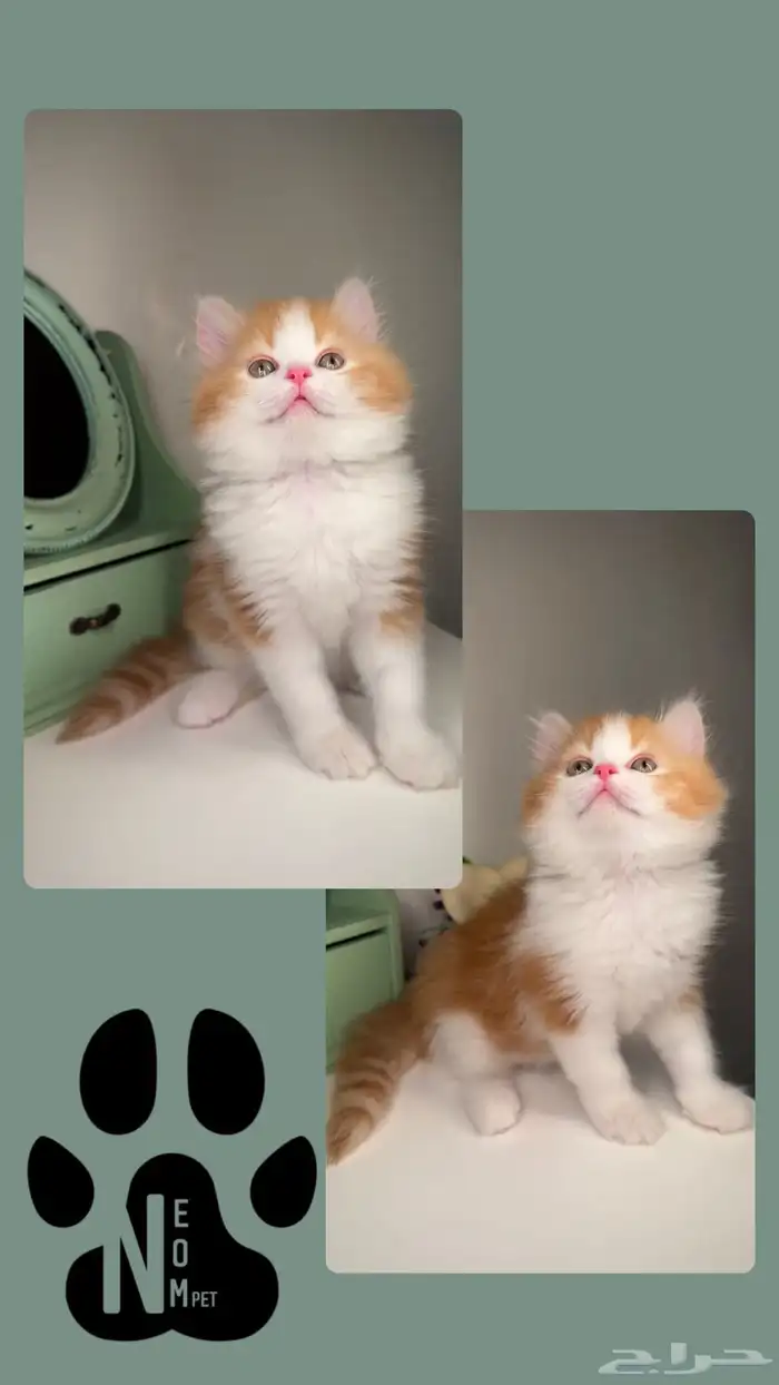سكوتش فولد بيرشن هاف بيكي فيس قطط صغيرة شهرين للبيع انثى ذكر 5