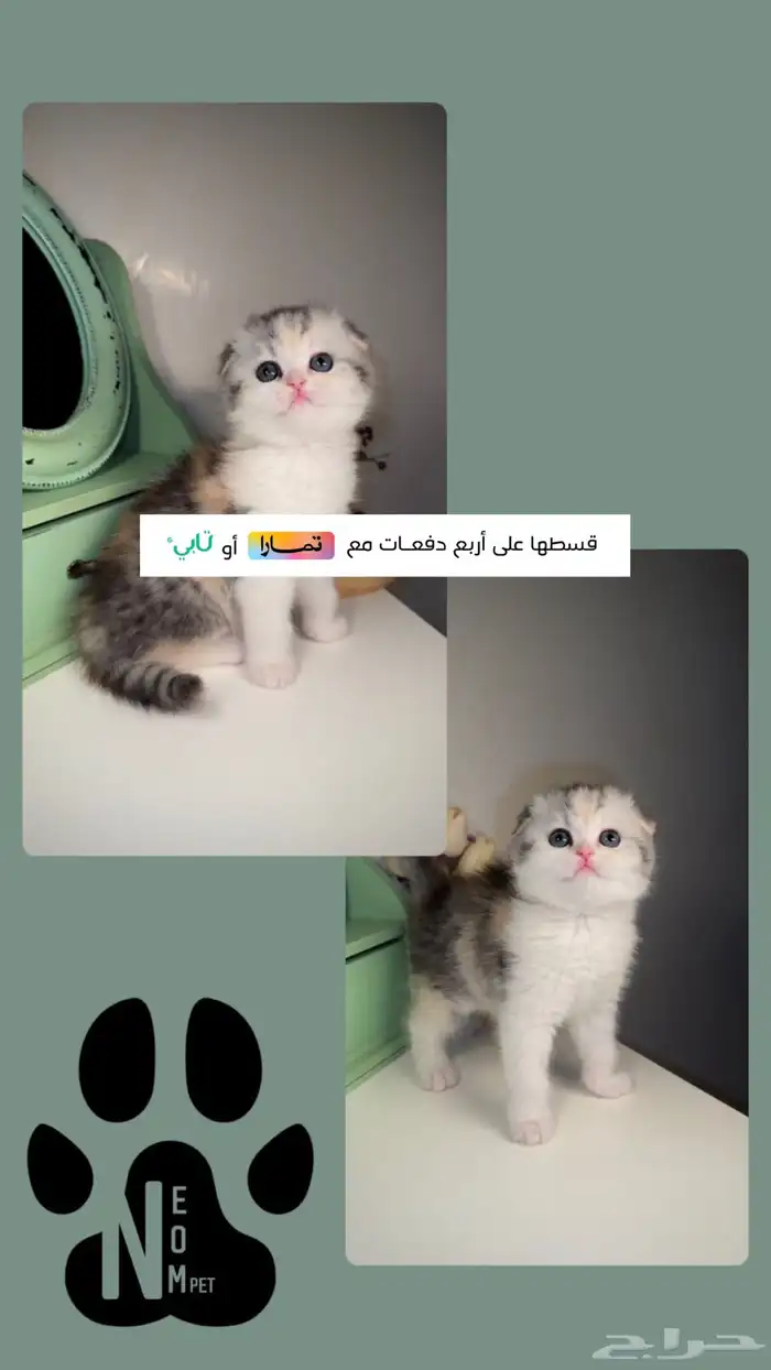 سكوتش فولد بيرشن هاف بيكي فيس قطط صغيرة شهرين للبيع انثى ذكر 1