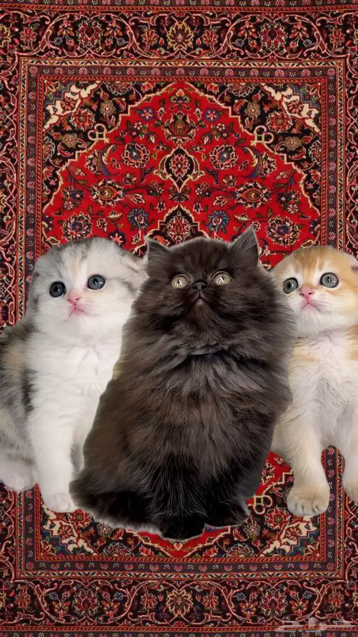 سكوتش فولد بيرشن هاف بيكي فيس قطط صغيرة شهرين للبيع انثى ذكر 0