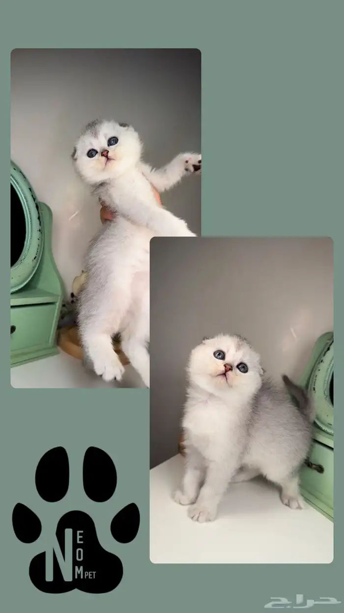 سكوتش فولد بيرشن هاف بيكي فيس قطط صغيرة شهرين للبيع انثى ذكر 4