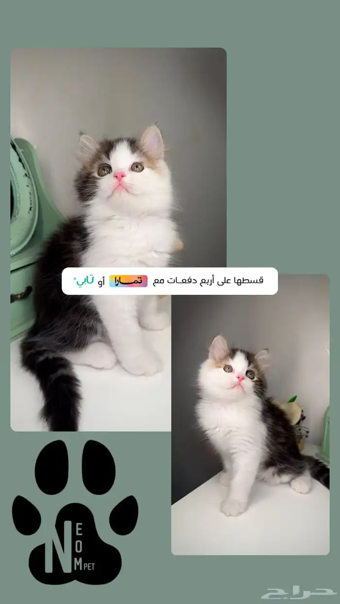 سكوتش فولد كيتن قطط صغيرة بيرشن هاف بيكي فيس انثى ذكر شهرين 1