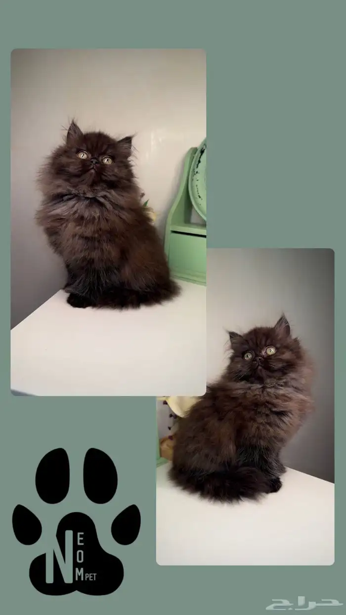 سكوتش فولد بيرشن هاف بيكي فيس قطط صغيرة شهرين للبيع انثى ذكر 3