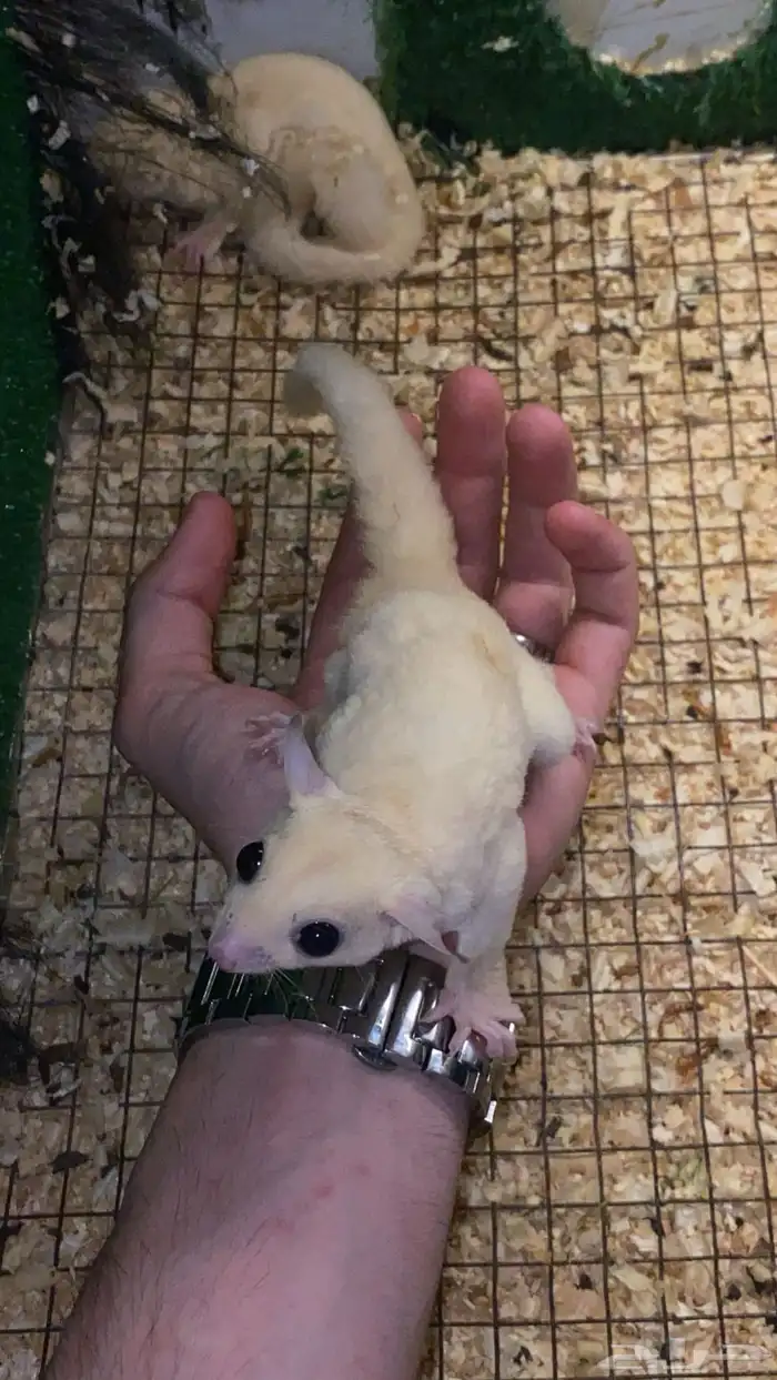 زوج سنجاب شوقر قلايدر ابيض 5