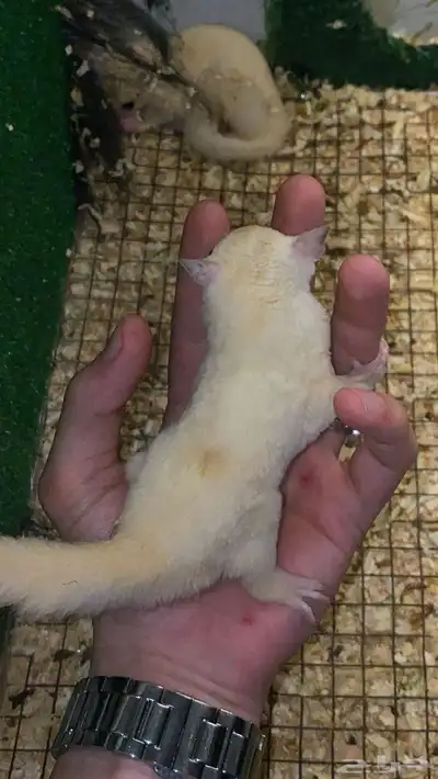 زوج سنجاب شوقر قلايدر ابيض 4