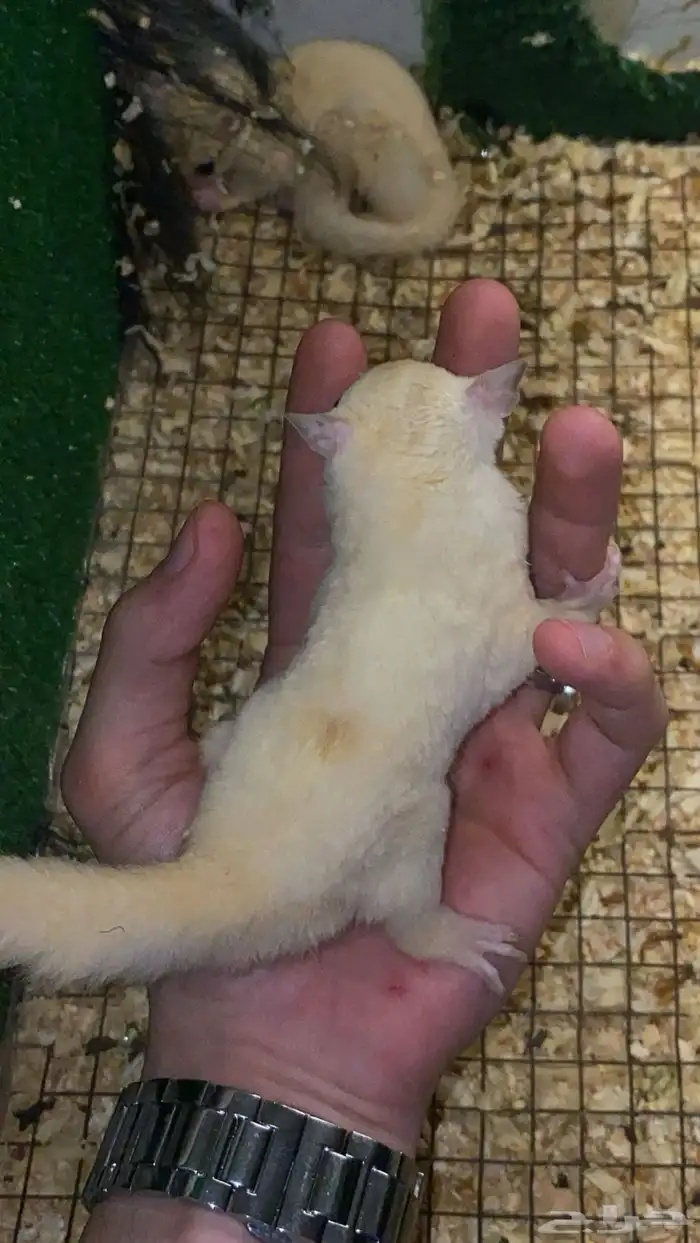 زوج سنجاب شوقر قلايدر ابيض 4