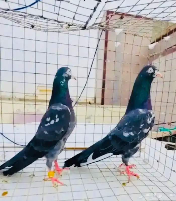 تم البيع تيدي شينا أساس 1