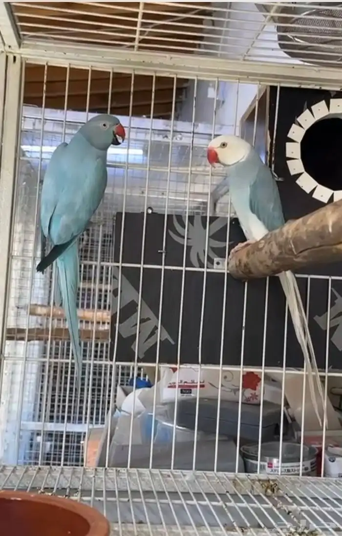 زوج درة هولندي 3