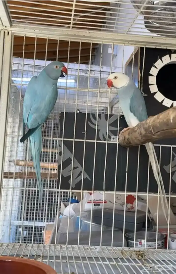 زوج درة هولندي 2