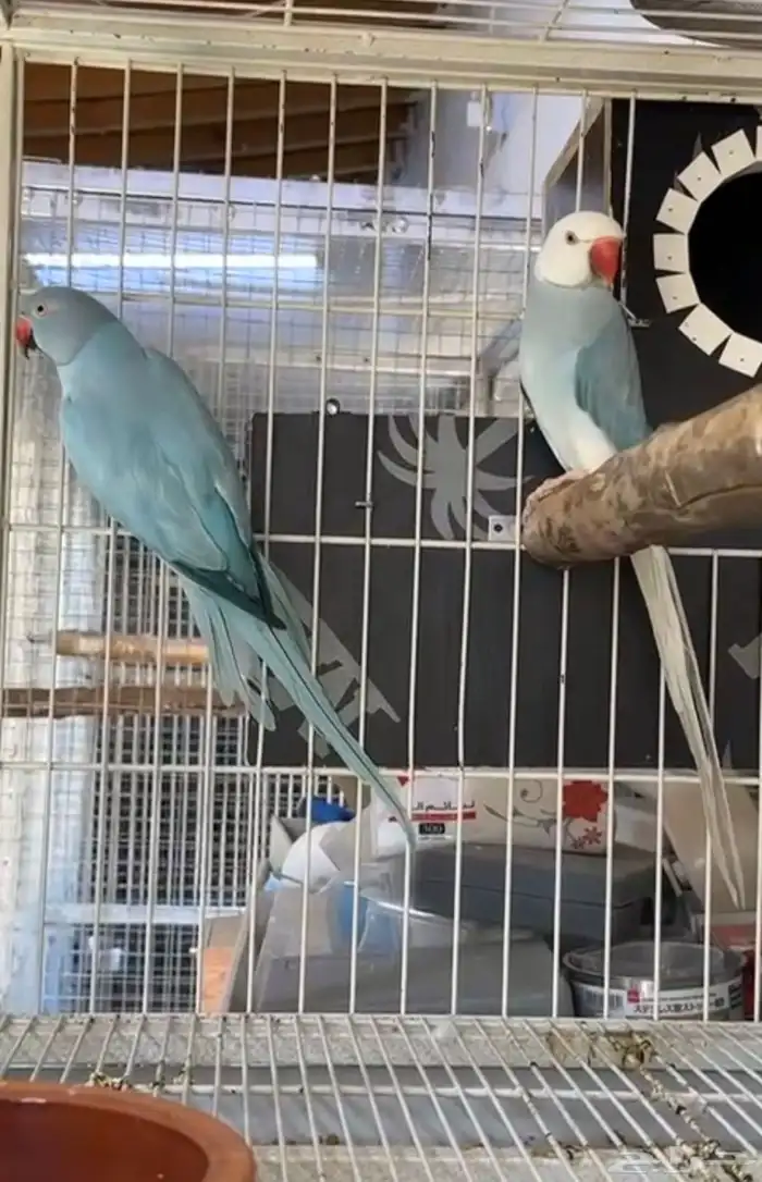 زوج درة هولندي 4