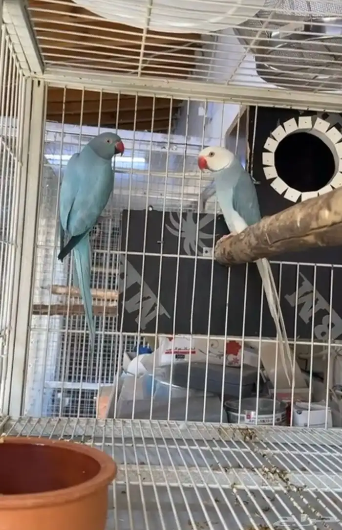 زوج درة هولندي 1