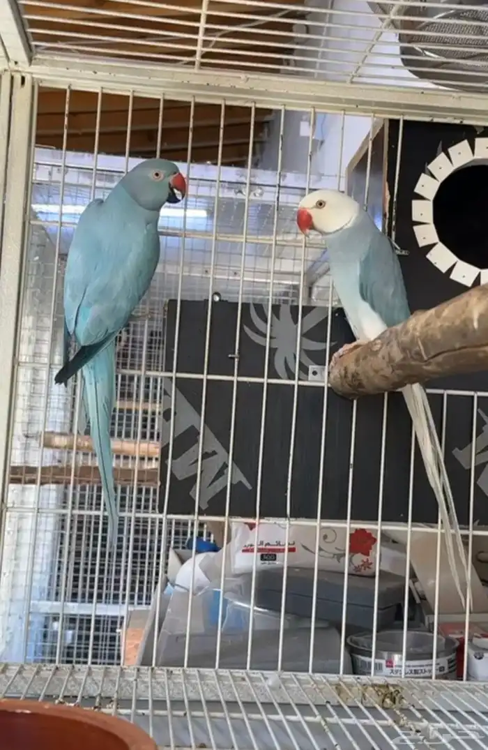 زوج درة هولندي 5