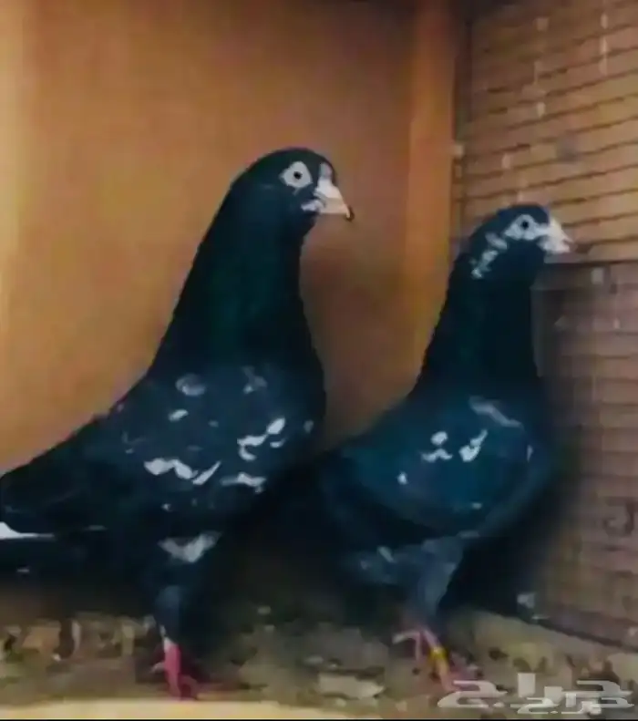 تم البيع تيدي شينا أساس 2