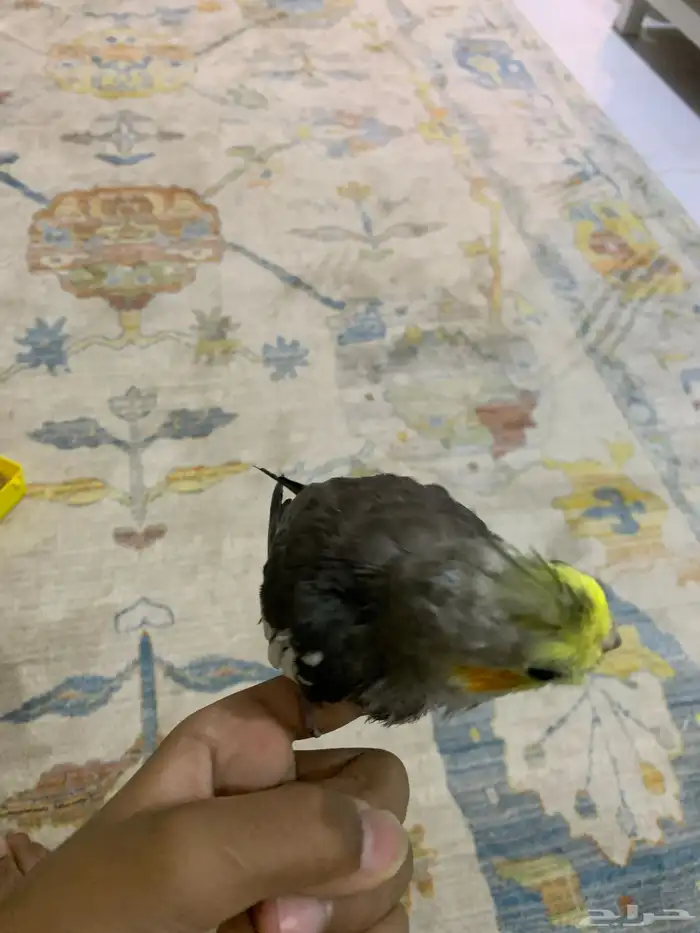 كروان كوكتيل مفقوددد 0