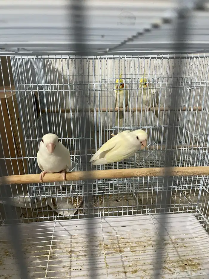 للبيع جوز روز البينو 3