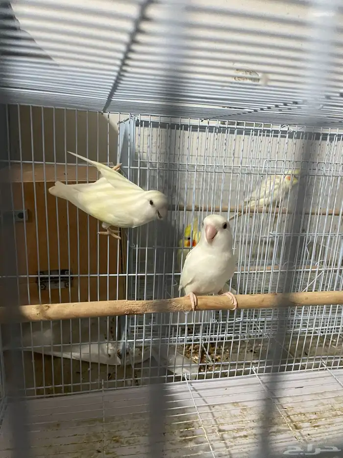 للبيع جوز روز البينو 2