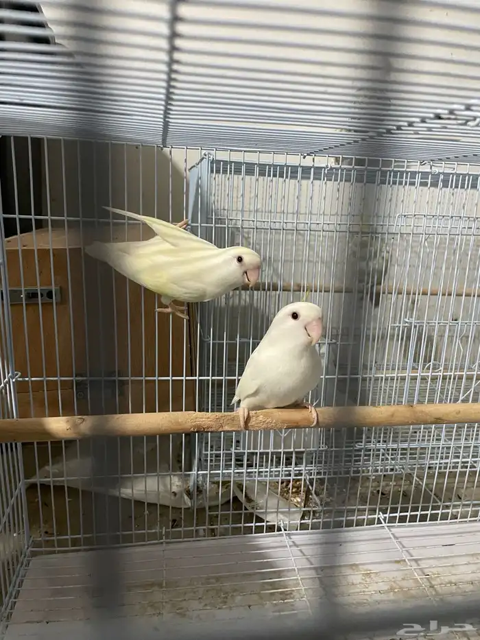 للبيع جوز روز البينو 4