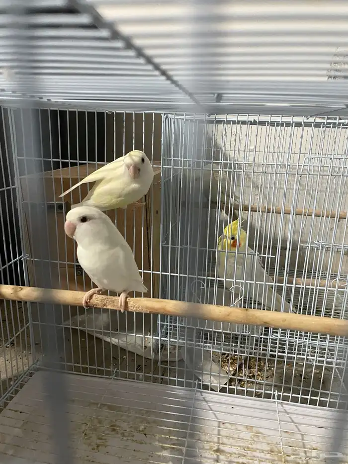 للبيع جوز روز البينو 0