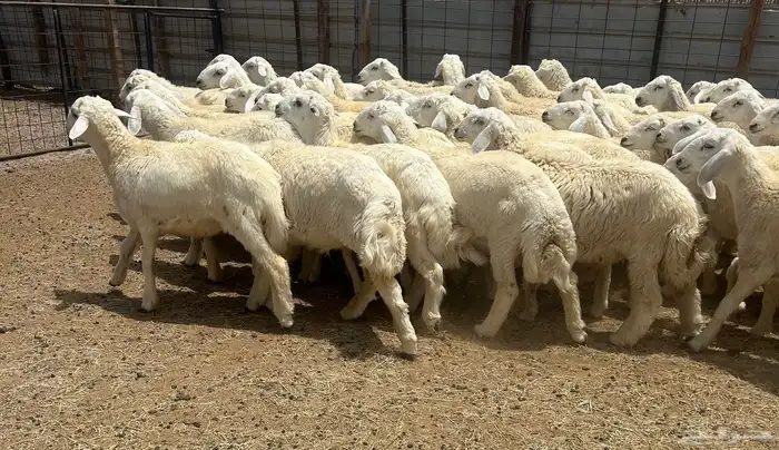 طليان حري مع الذبح وتوصيل داخل مكة وجده 0