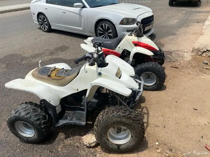 دبابين تايواني مقاس 100 1