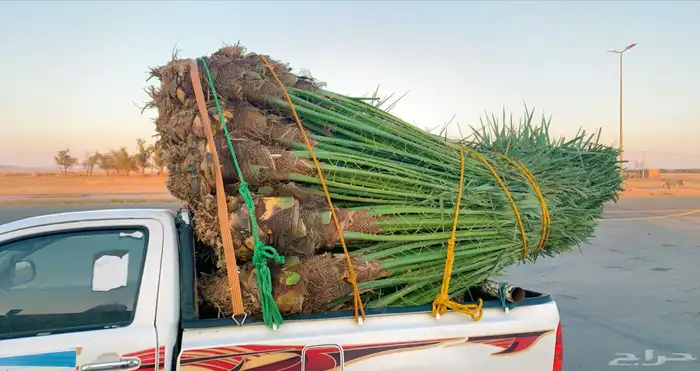 نخل مثمر للبيع بيشه تثليث طريب 6