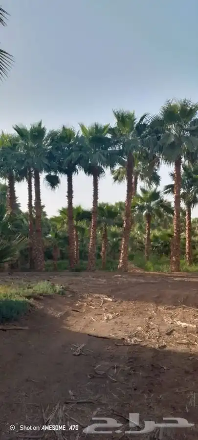 نخل واشنطني زينه للبيع 3