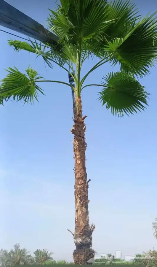 نخل واشنطني زينه للبيع 1