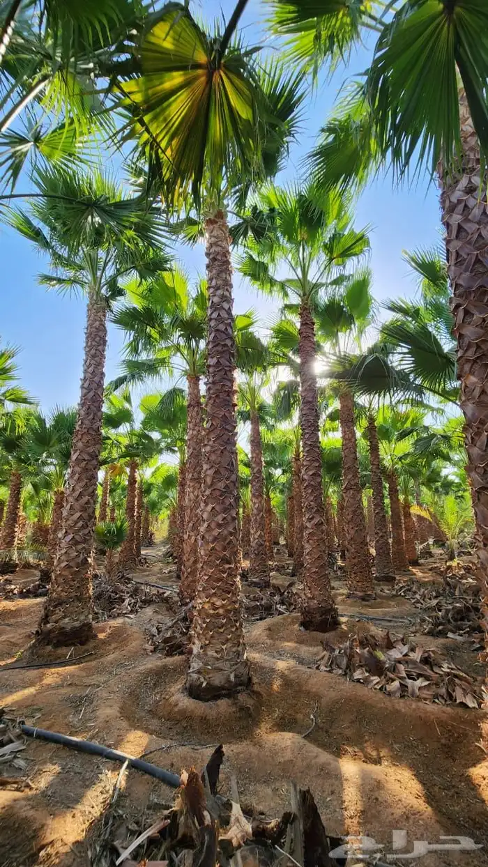 دقلة نور واشنطن 3