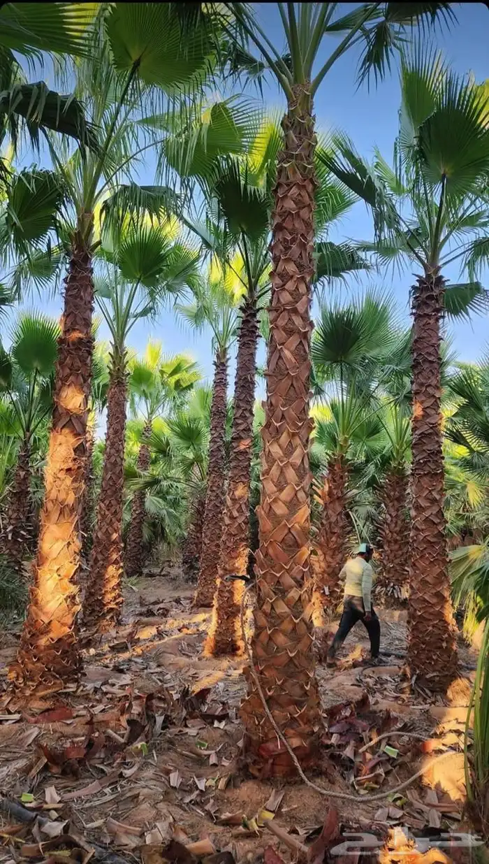 دقلة نور واشنطن 1