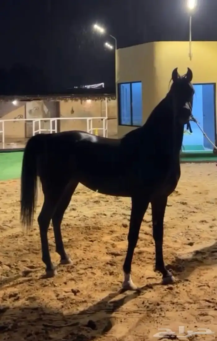 مربط رياح الشرق2 شمال بريده سلطانه حي الشفق 13