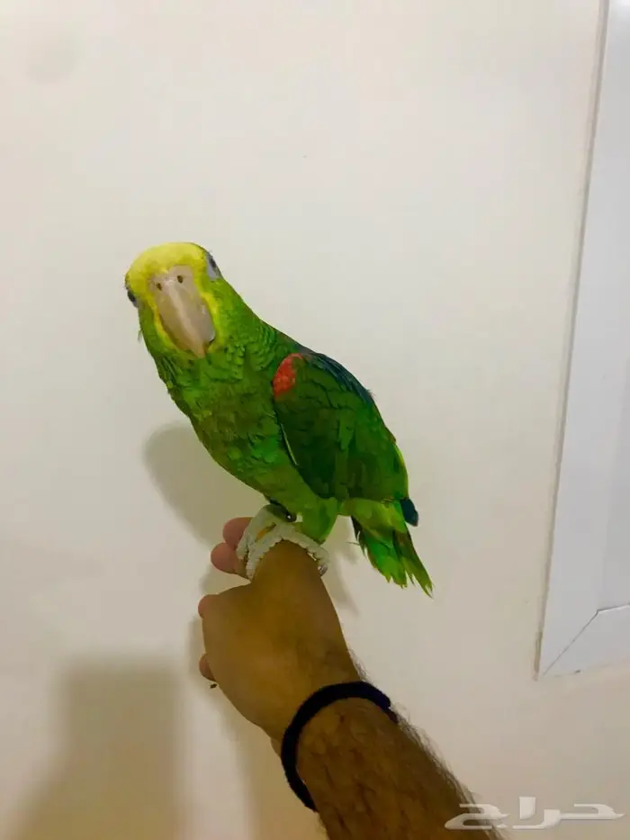 فرخ يلوهيد دبل( تم البيع) 0