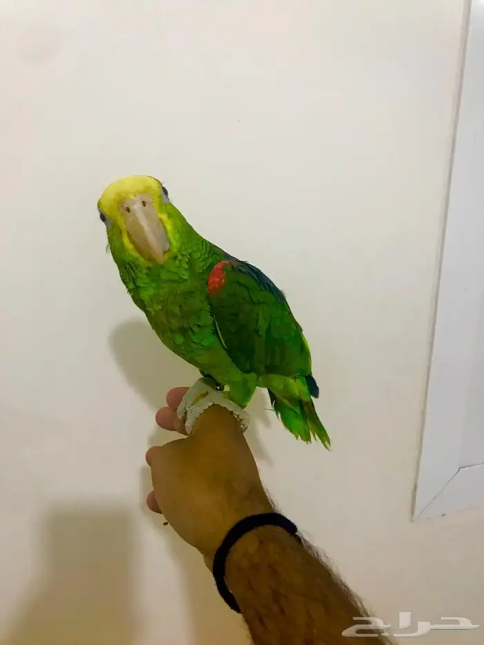 فرخ يلوهيد دبل( تم البيع) 1