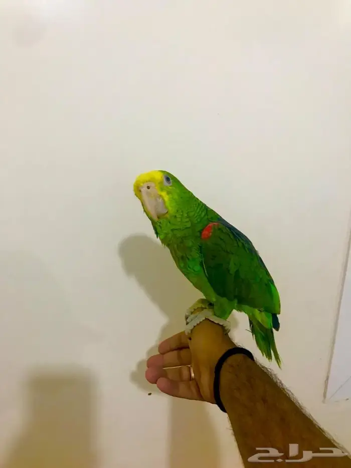 فرخ يلوهيد دبل( تم البيع) 6