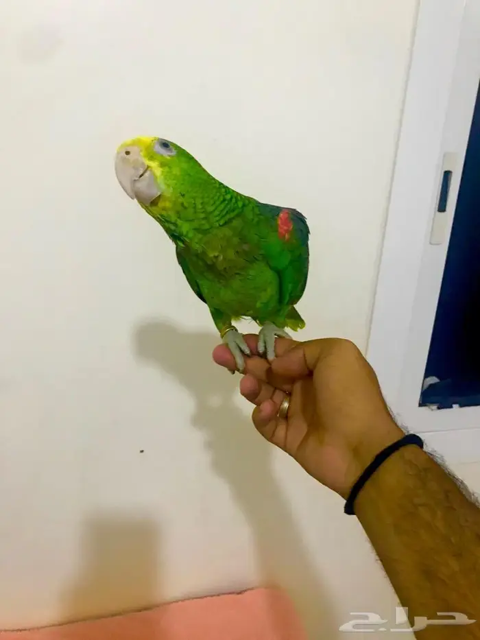 فرخ يلوهيد دبل( تم البيع) 7