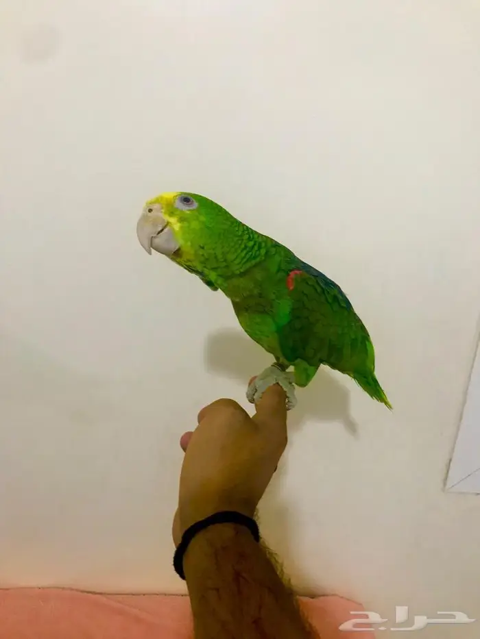 فرخ يلوهيد دبل( تم البيع) 8