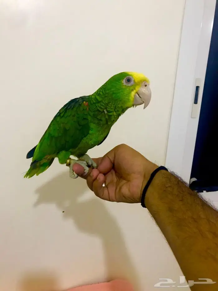 فرخ يلوهيد دبل( تم البيع) 9